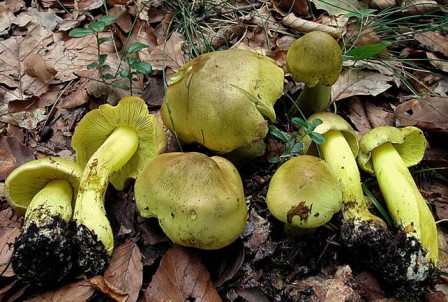  Tricholoma equestre (Tricholoma flavovirens) 